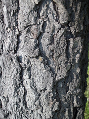 The beautiful  bark texture