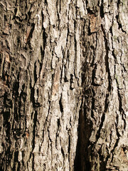 The beautiful  bark texture