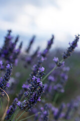 lavender fields