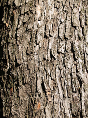 The beautiful  bark texture