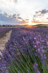 sunset of a lavender field