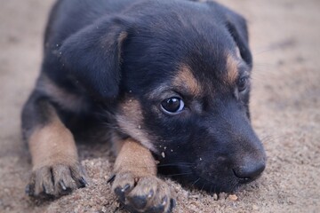 portrait of a small dog