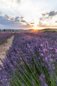 sunset of a lavender field © Semart