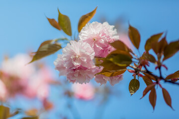 Cherry blossom in spring for background or copy space for text