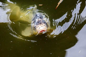 Swimming fish in lake in park