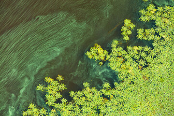Water surface pollution. Environmental problems. Diagonal flow of green plankton.