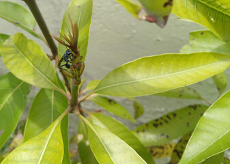 butterfly on leaf