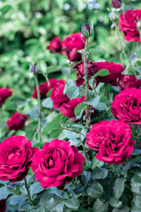 Beautiful roses, close-up shot. Home garden detail.