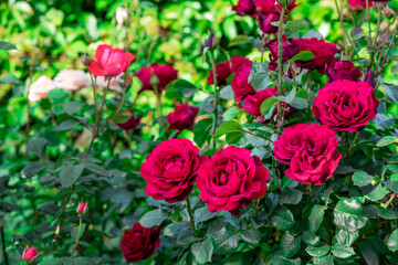 Beautiful red roses in a garden