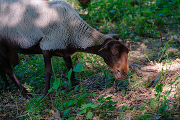 Un mouton qui mange