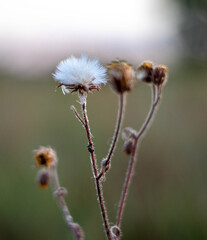 Dandelion in the rays of the setting sun
