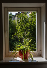 Fototapeta na wymiar window to the street with a green flower on the sill