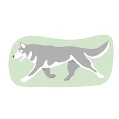 Vector flat colorful Siberian husky dog with open mouth, walking, isolated on white background