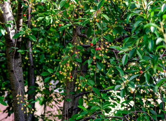 Morello cherry tree with unripe sour cherries. Scientific name Prunus Cerasus and family Rosaceae.