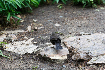 Blackbird walking in the park