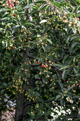 Sour cherry tree with unripe cherries. Also known as Morello Cherry. Scientific name Prunus Cerasus and family Rosaceae.
