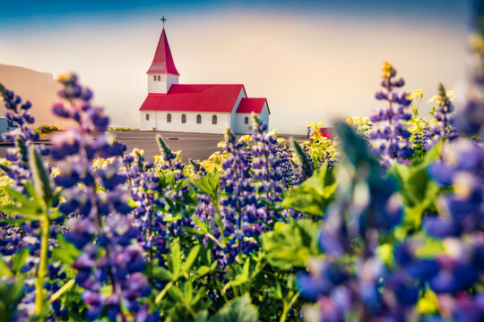 Captivating morning view of Vikurkirkja (Vik i Myrdal Church) with Reynisdrangar on background, Vik location. Attractive summer scene of Iceland with field of blooming lupine flowers. © Andrew Mayovskyy