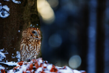 tawny owl (Strix aluco) sitting on a beech tree with snow during dusk