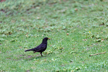 Blackbird walking on the grass in  park