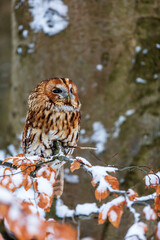 tawny owl (Strix aluco) sitting on a beech in the woods with snow