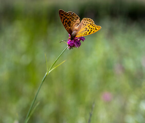 Butterfly on a pink flower, close-up