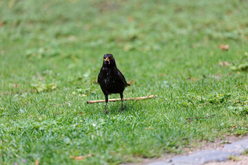Blackbird walking on the grass in  park
