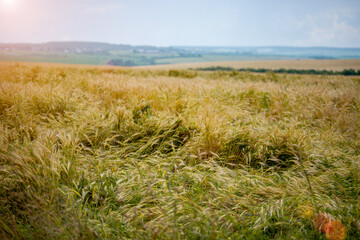 rye crop maturing in the field
