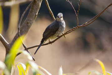 ヒ～ヨ、ヒ～ヨと鳴いていたらきっとヒヨドリです
