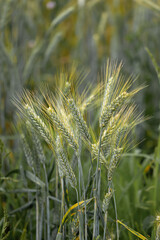 rye crop maturing in the field