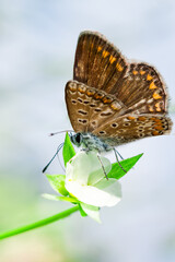Obraz na płótnie Canvas A brown butterfly, a moth sitting on a flower. Macro image