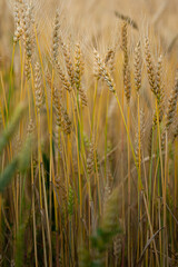 rye crop maturing in the field