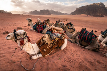 Camels sitting in Wadi Rum desert in a morning, famous red sand desert in Jordan, Arab