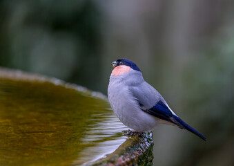 バードバスで遊ぶウソ