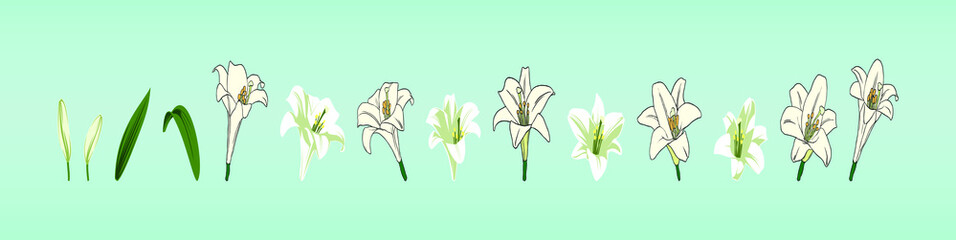 set of lily flower vector illutration