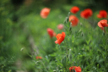 red poppy in the field