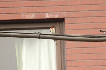 2020年夏　東京都下のツバメたち