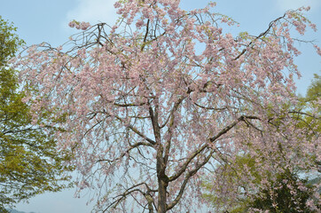 桜