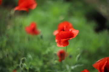 red poppy in the field