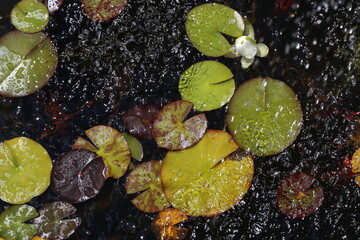 Beautiful water lily flowers blooming in the water