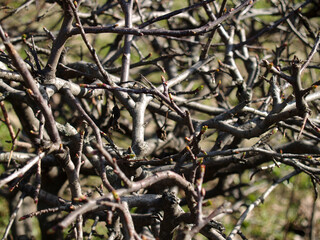 Young buds