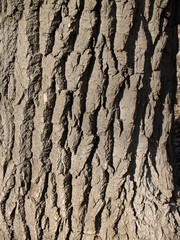 The beautiful  bark with green moss