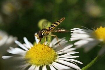 Hoverfly sitting on a field flower

