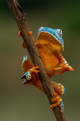 Golden-eyed leaf frog, Cruziohyla calcarifer, green yellow frog sitting on the leaves in the nature habitat in Corcovado, Costa Rica. Amphibian from tropic forest. Wildlife in Central America.
