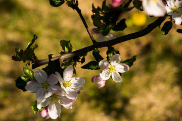 branch of a tree
