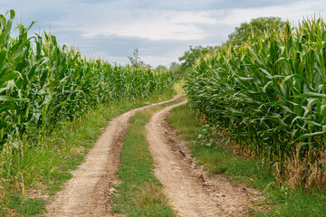 Fototapeta na wymiar Dirt Road Surrounded With Corn Fields
