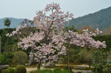 八重桜