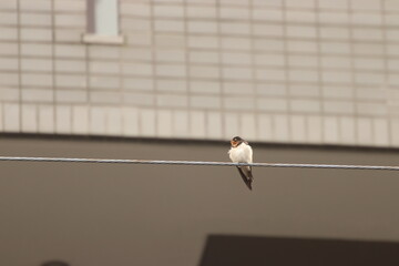2020年夏　東京都下のツバメたち