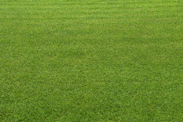 Very Clean Lawn, Grass texture background. Grass surface for product display arrangement. Large green lawn. Green Background, Golf Course, Vast grassland, Meadow, Green grass, court, Football field,  © Meta.K