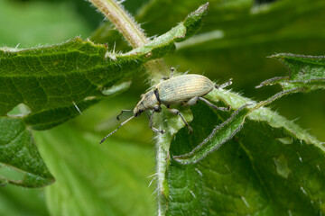 Phyllobius pomaceus beetle on nettle leaf