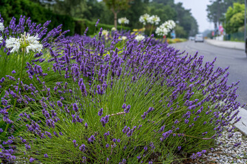 Obraz premium Soft focus. Close up Lavender and Allium flowers, growing along the road on green background. Gardening season. Summer background. Summer green garden.